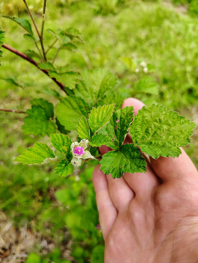 IMG_20260420_173757360_HDR_AE