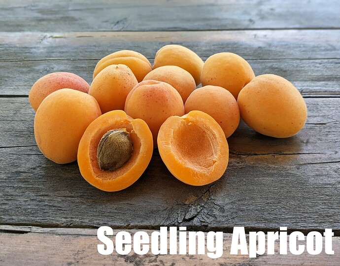 Seedling Apricot_2025