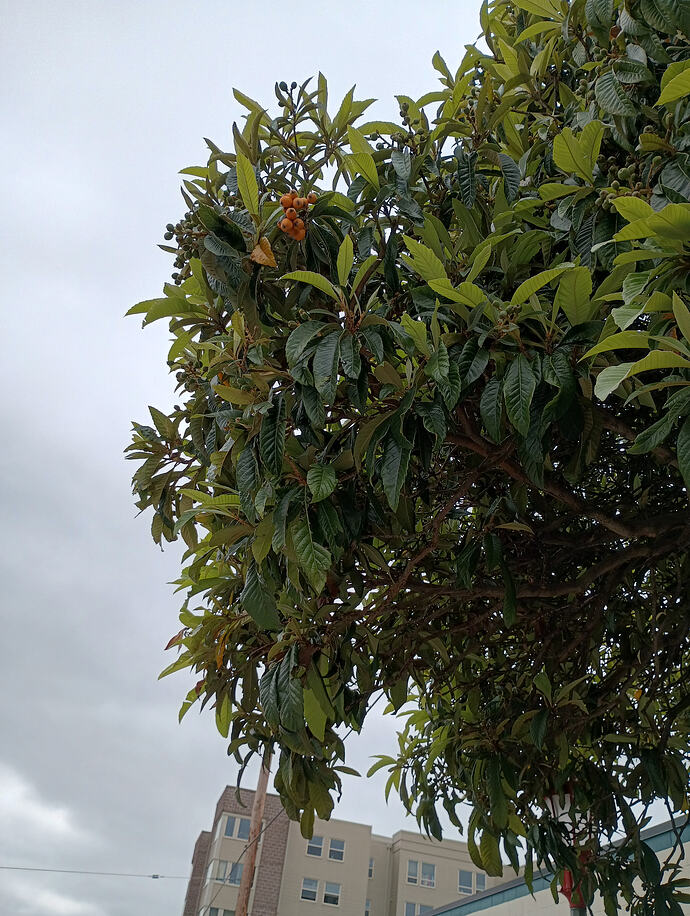 IMG_20260505_131302194_HDR - Copy
