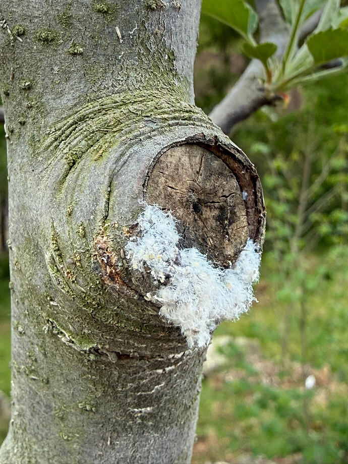 apple aphid 1