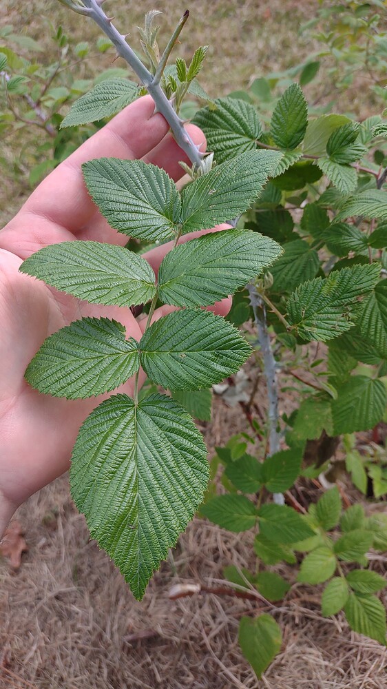 IMG_20251107_114914993