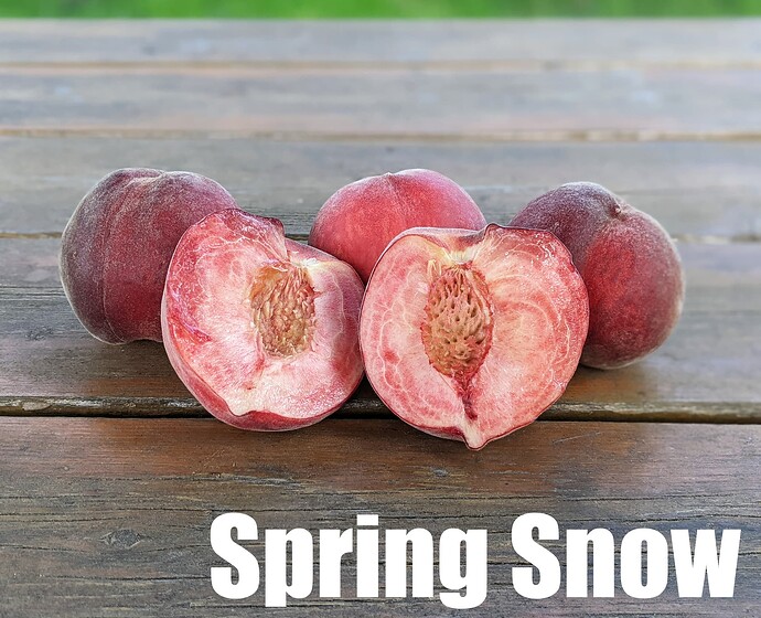 Spring Snow