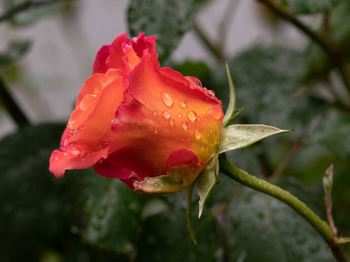 IMG_8714 copy