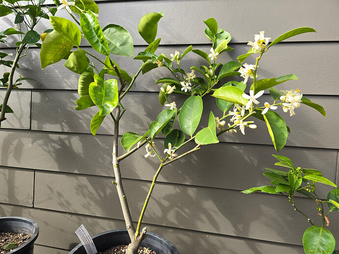 Palestinian Sweet Lime