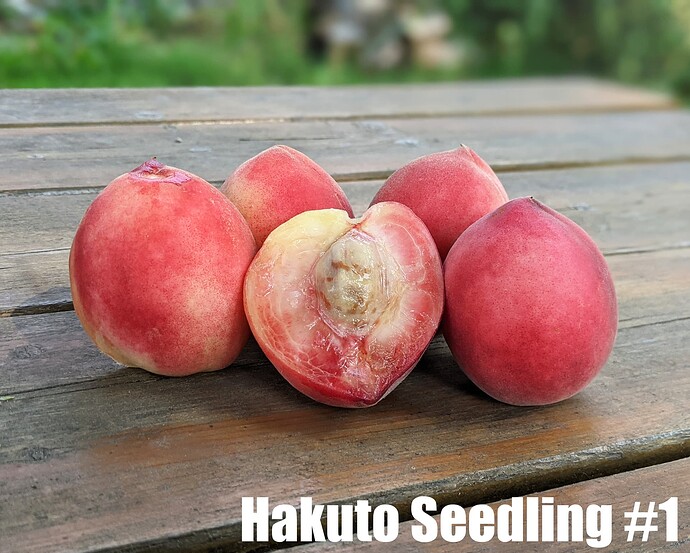 Hakuto Seedling #1 a_2025