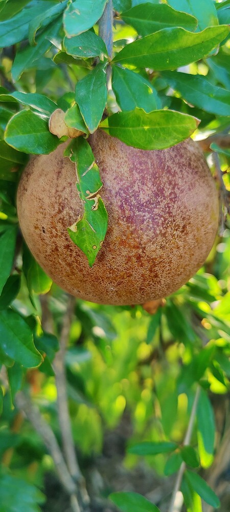 IMG_20251009_1626291