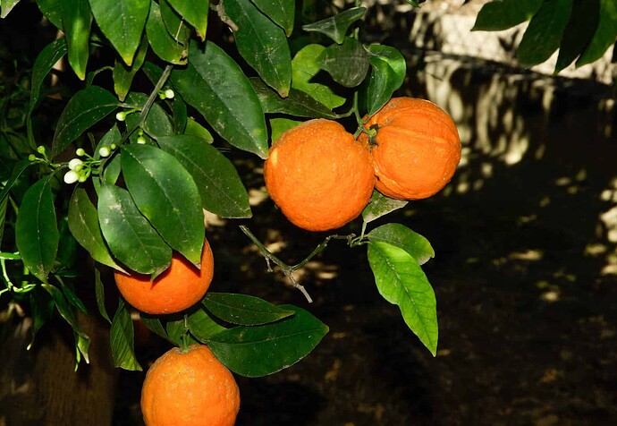 Kara Satsuma