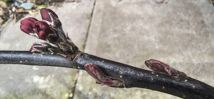 IMG_20260409_101353675_HDR~2