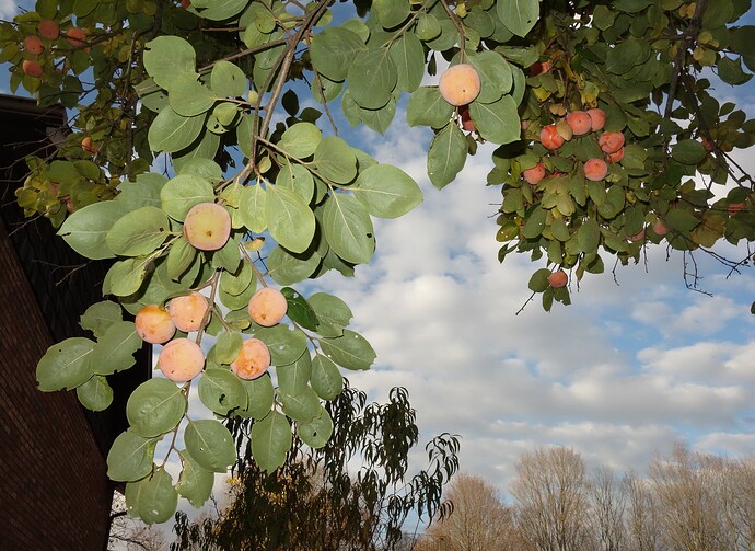 Nakita's Gift Persimmon 11.2.25 (3) ut