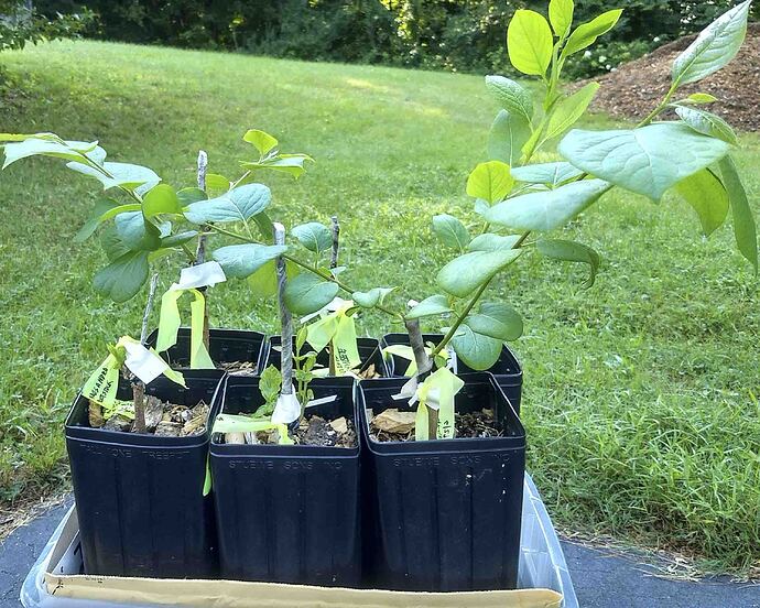grafts 080426-2