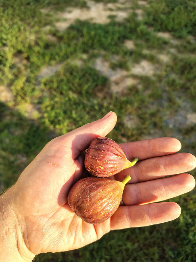 IMG_20260813_075419751_HDR