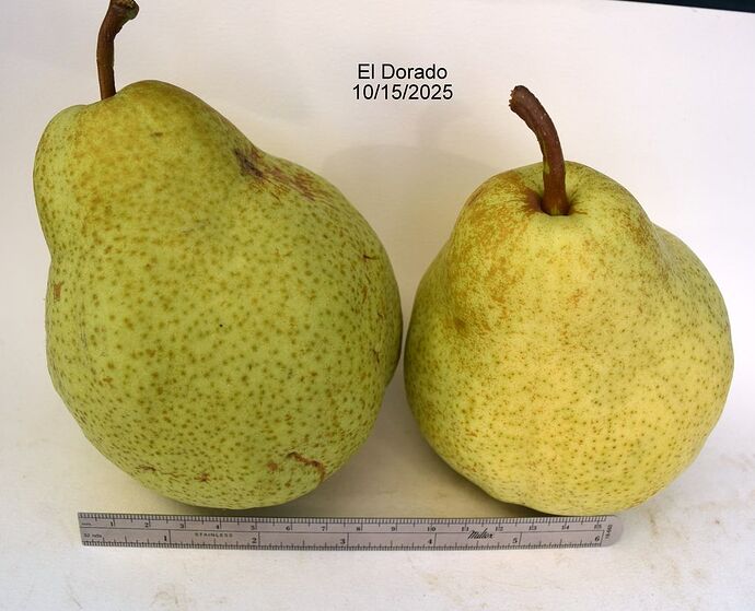 El Dorado10-15-2025RS