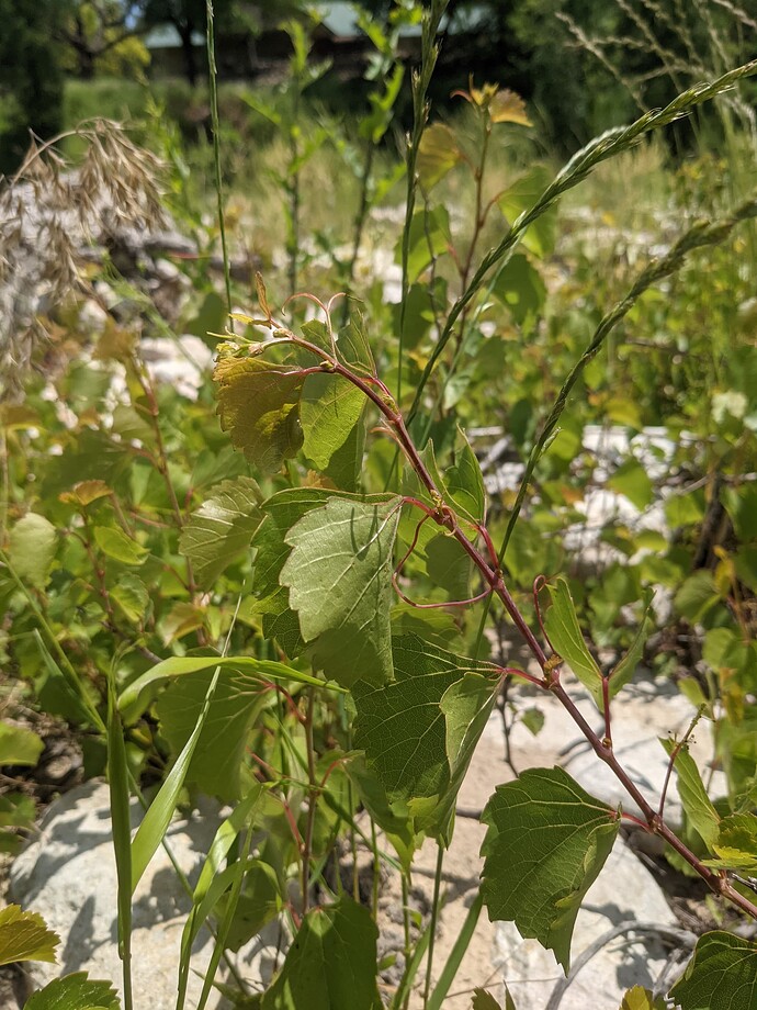 PXL_20210508_190153756