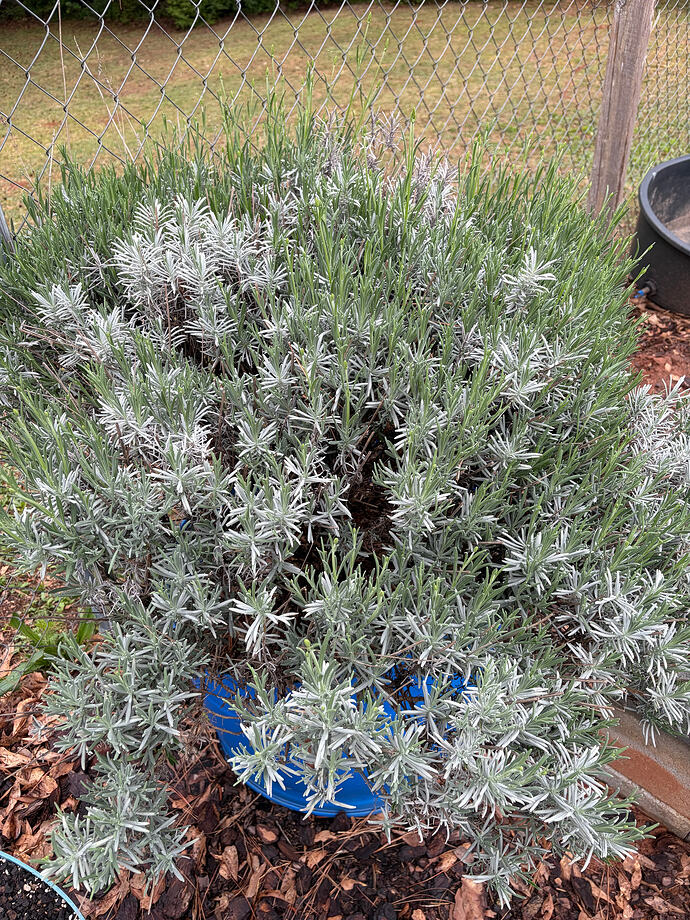 phenomenal lavender