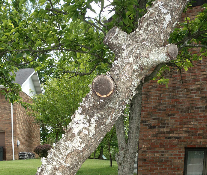 old Blushingstar white peach tree not producing (6)