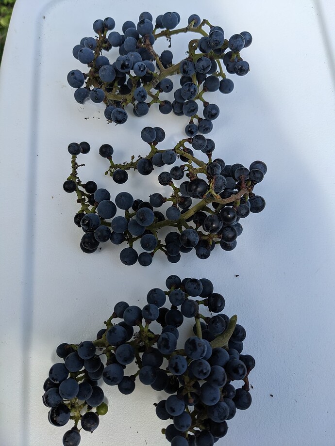 PXL_20230611_154332569