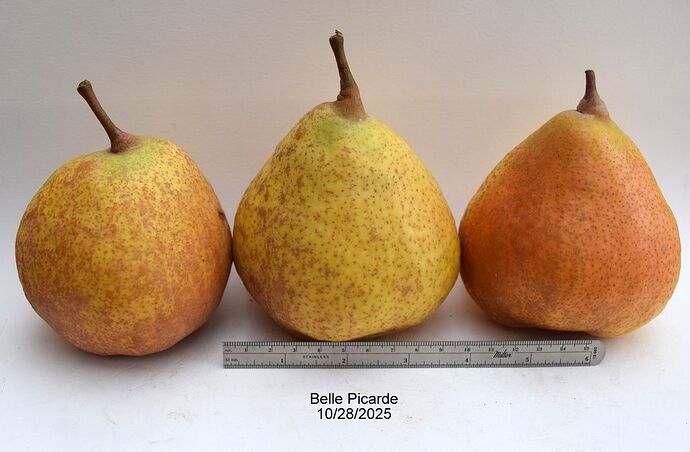 Belle Picarde 10-28-2025RS