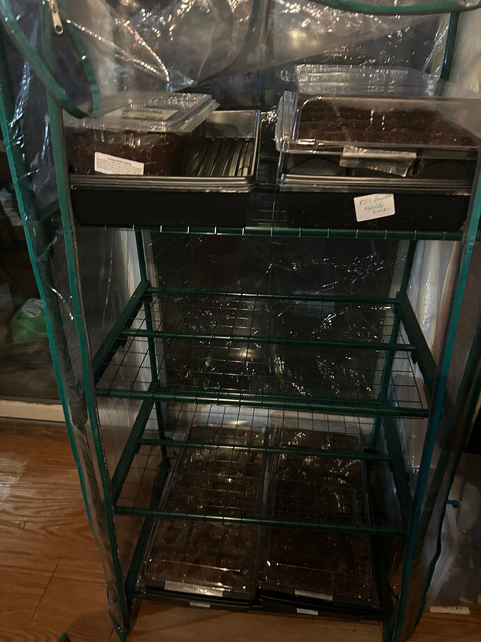 2.20.2026_Pawpaw_seedings_KSU_Large