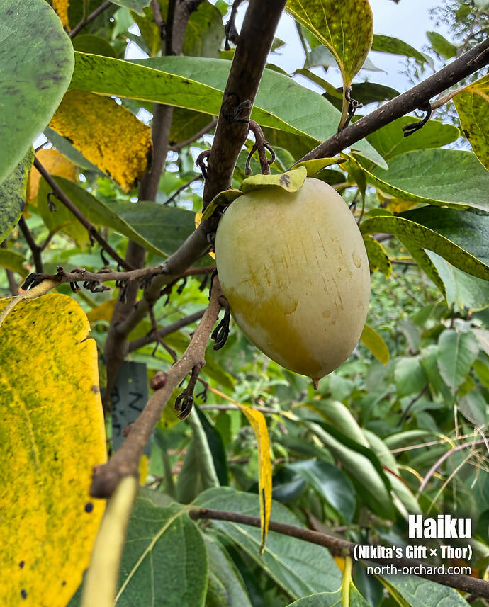 Haiku fruit cultivar portrait_url