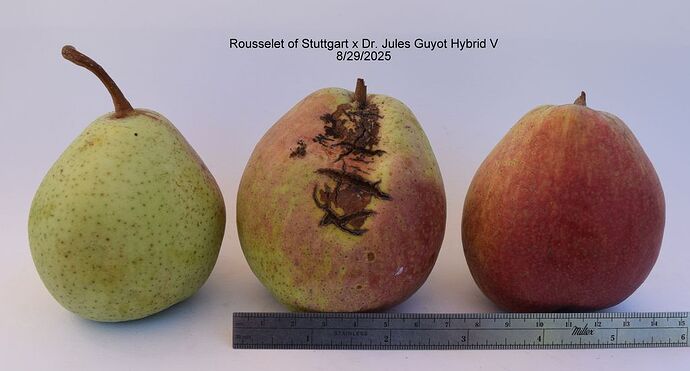 Rousselet of Stuttgart x Dr. Jules Guyot Hybrid V 8-29-2025RS,