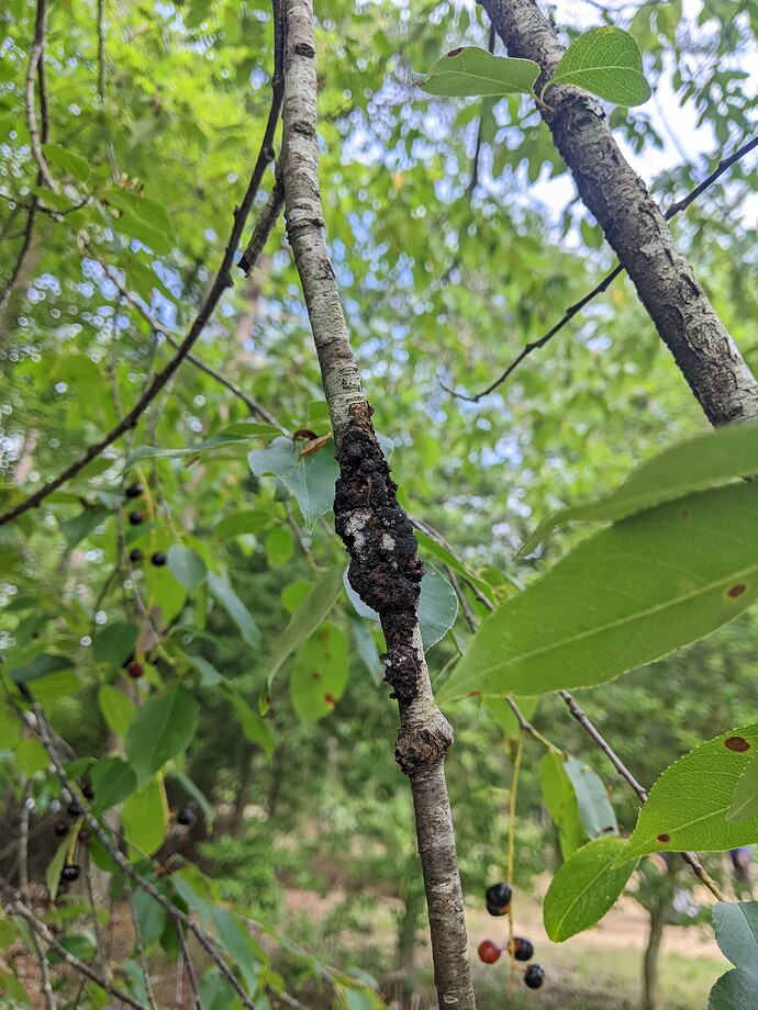 PXL_20250621_134440907