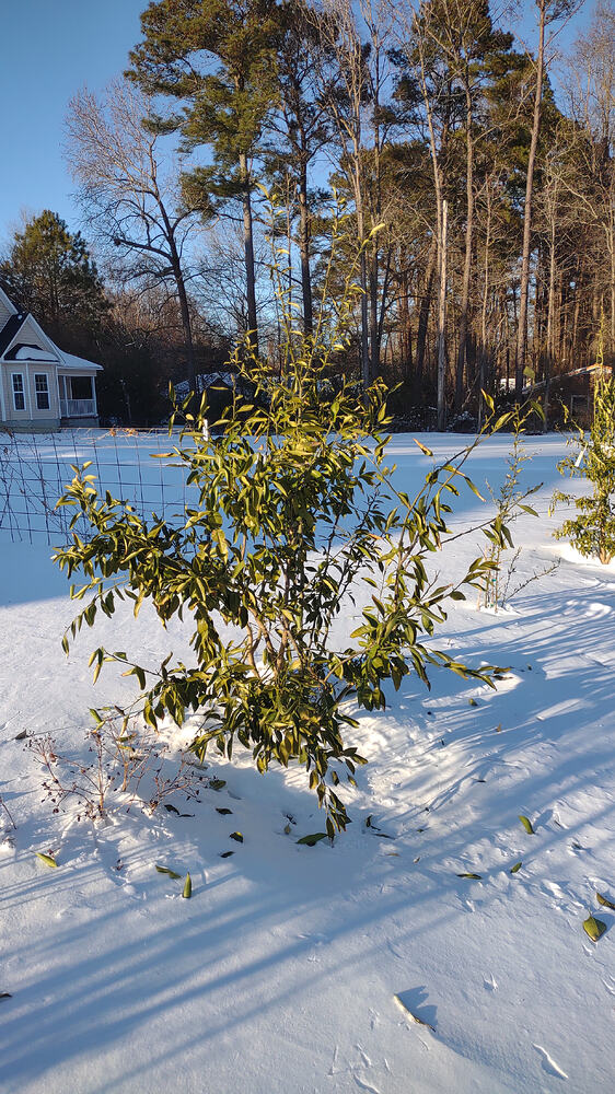 IMG_20260201_163347143