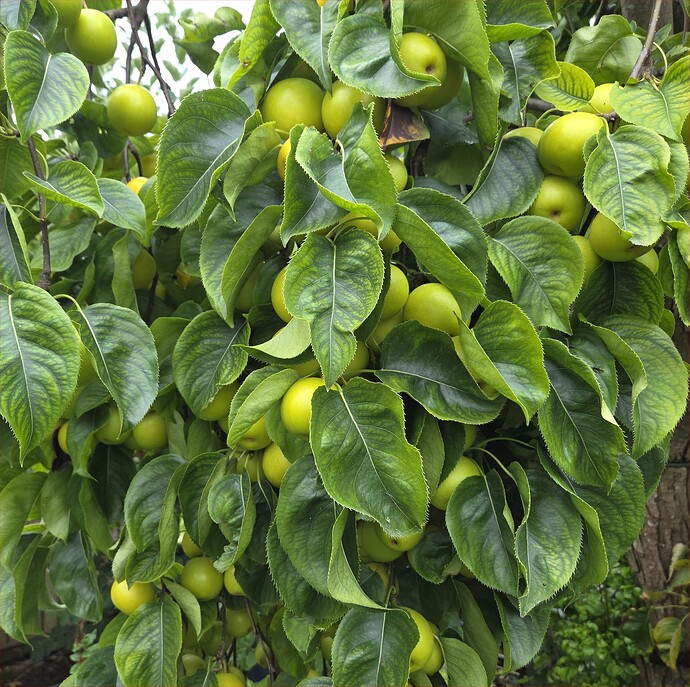 7233-asian-pear-shinseki-20250722_134157