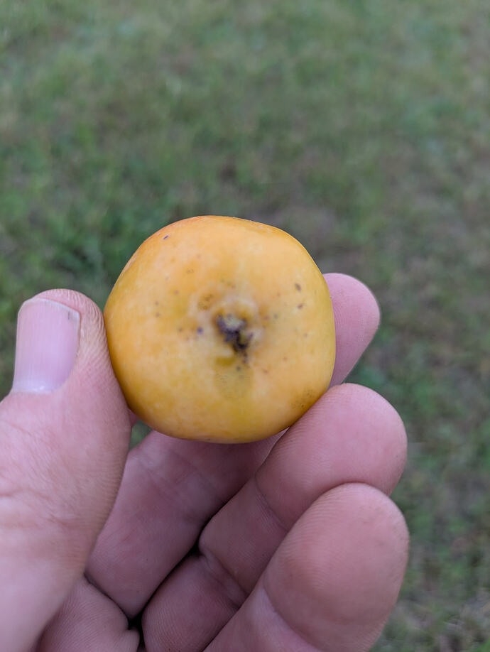 Butterball bottom view