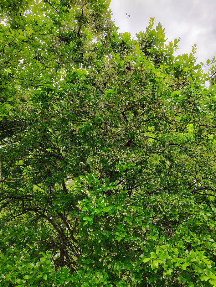 IMG_20260506_162954324_HDR_AE
