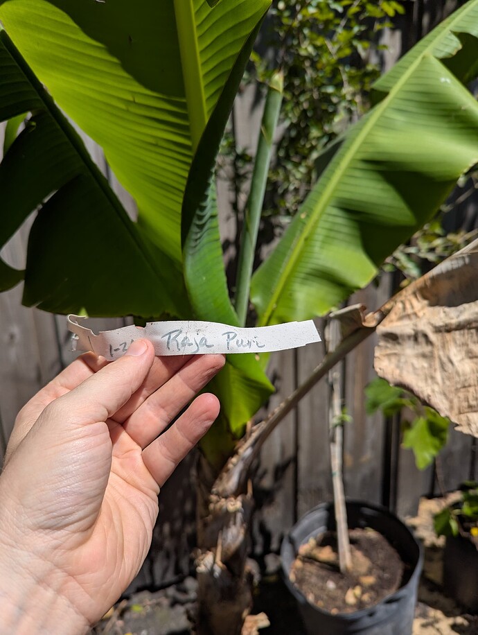 PXL_20250326_175245332