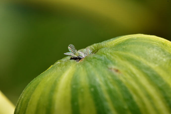 _DSC5475s
