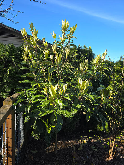 Unknown seedling loquat.