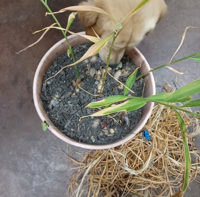 Screenshot_20251121_133613_Gallery