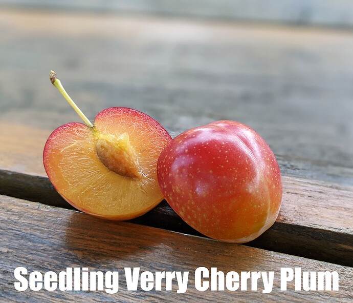 Seedling Verry Cherry Plum_2025
