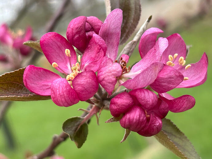 Pekacervenca blossom April 2025