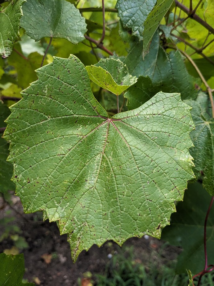 PXL_20240615_173316324