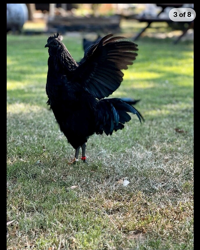 Screenshot_20260217_022225_eBay