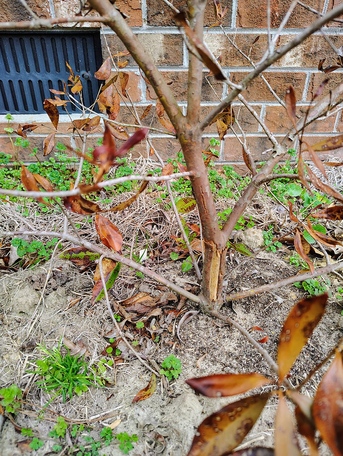 IMG_20260307_111043080_HDR_AE