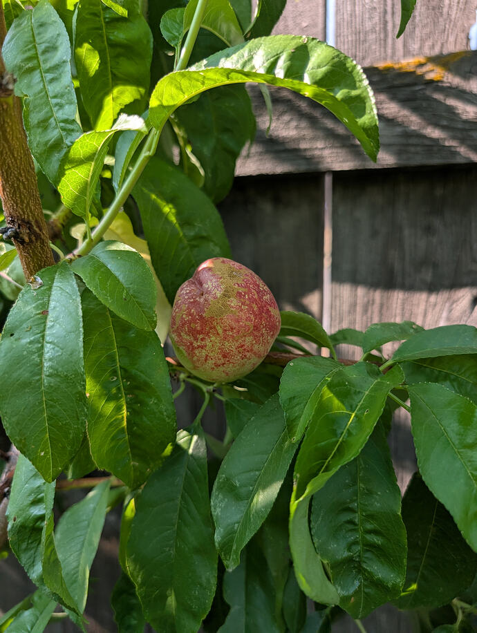 PXL_20260726_234917781