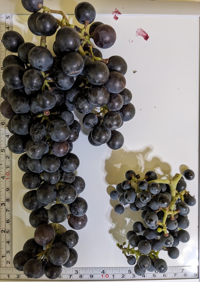 PXL_20240629_211409217~2