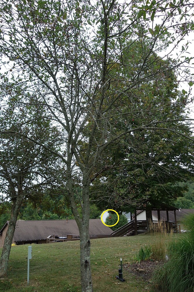 Empire apple - Copy (2)