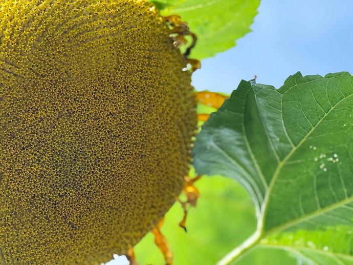 Sunflower_2025