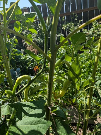 PXL_20250724_213427679