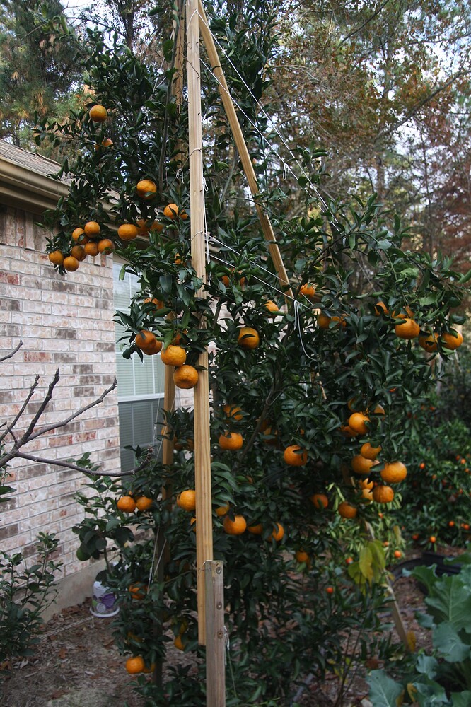 Productive_tripod_Ponkan