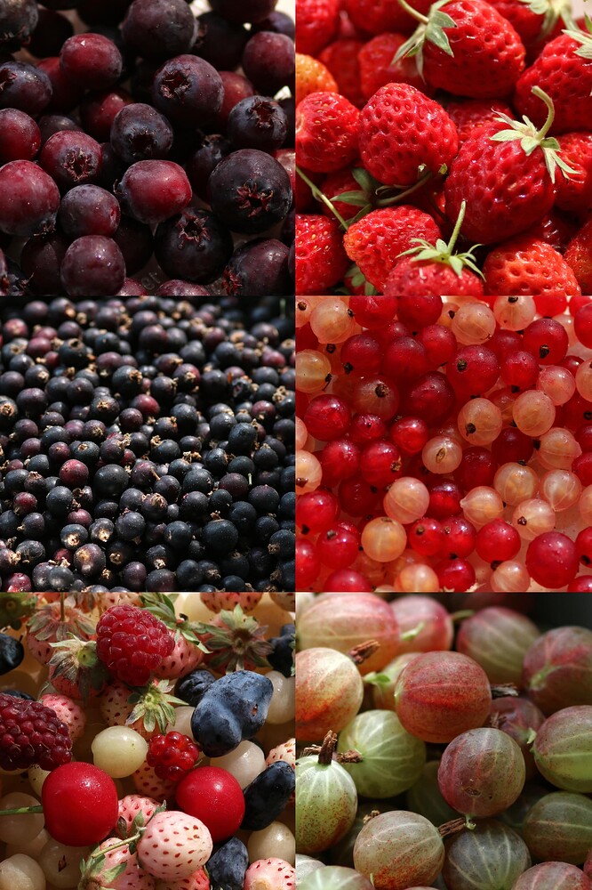Fruit_collage