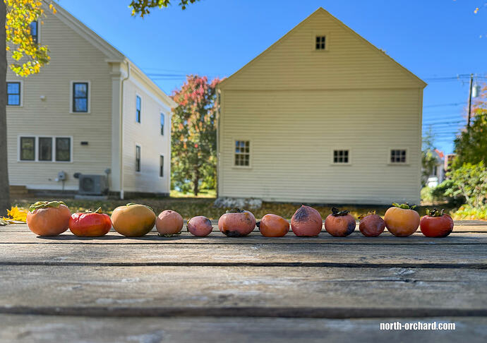 Persimmon Row