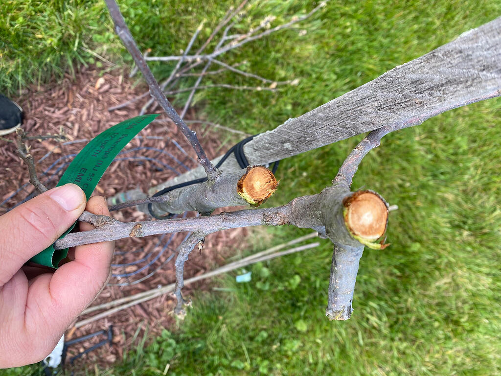 Dead 3rd Leaf Apple Tree Dissection - General Fruit Growing - Growing Fruit