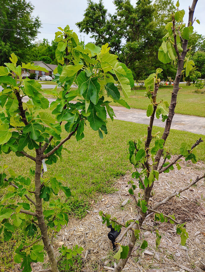 IMG_20260428_113817224_HDR_AE
