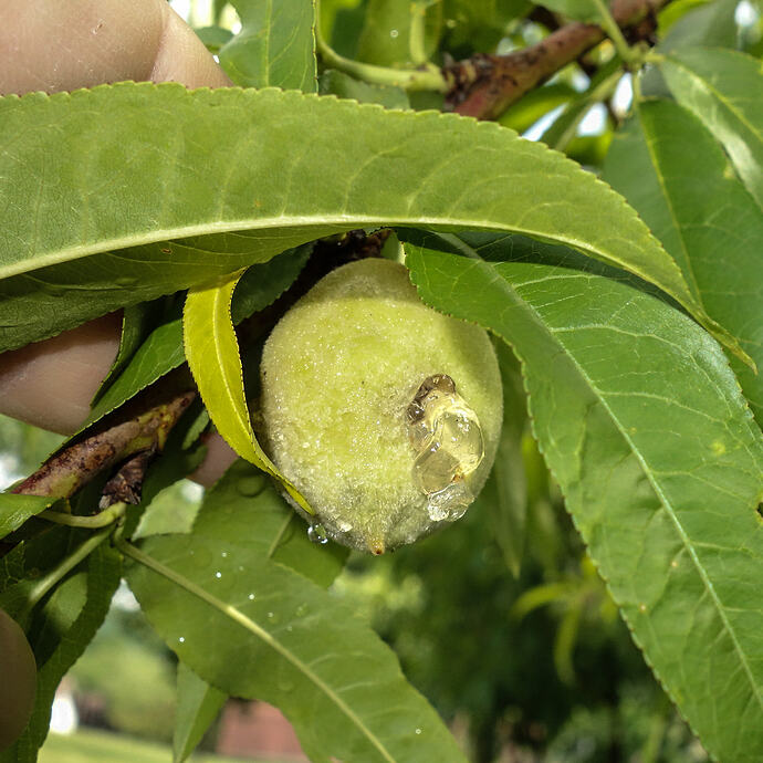 Redhaven peach ut (3)