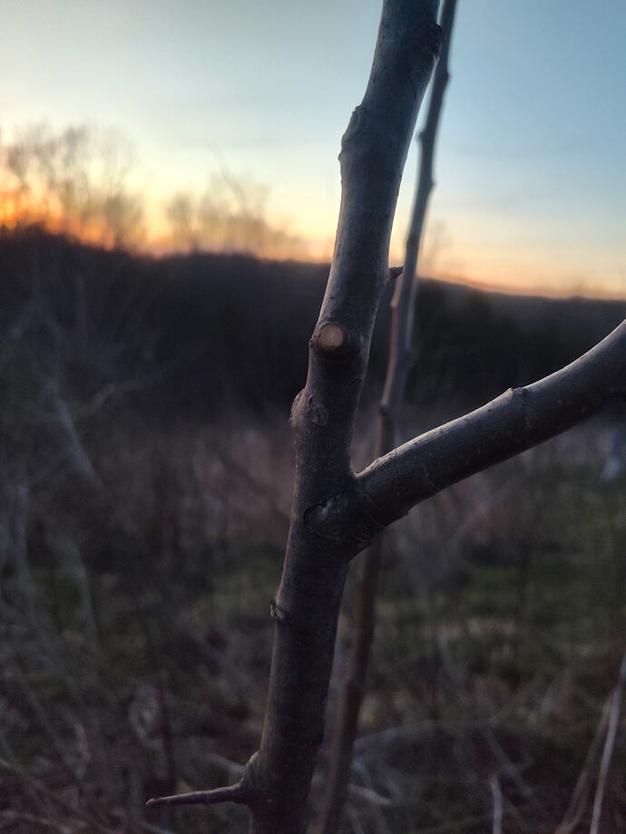 IMG_20260323_200437094_HDR